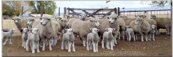 ovejas ganado recrio corral