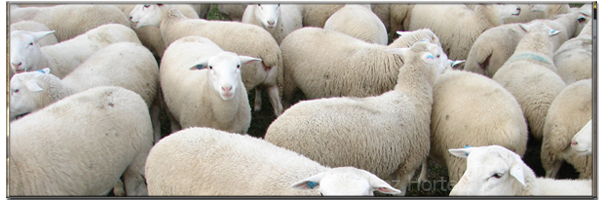 ovejas ganado recrio